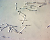 Pachycudonia monticola image