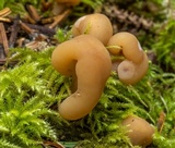 Pachycudonia monticola image