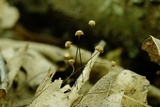Marasmius capillaris image