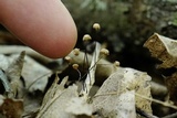 Marasmius capillaris image