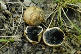 Scleroderma bovista image
