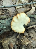 Polyporus leptocephalus image