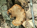 Polyporus leptocephalus image