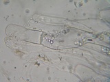 Eryniopsis caroliniana image