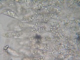 Eryniopsis caroliniana image