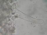 Eryniopsis caroliniana image