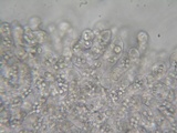 Eryniopsis caroliniana image