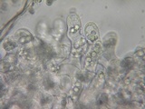Eryniopsis caroliniana image