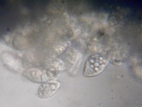 Eryniopsis caroliniana image