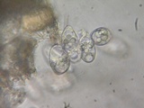 Eryniopsis caroliniana image