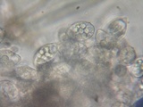 Eryniopsis caroliniana image
