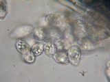 Eryniopsis caroliniana image