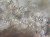 Eryniopsis caroliniana image