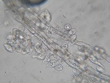 Eryniopsis caroliniana image