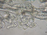 Eryniopsis caroliniana image