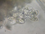 Eryniopsis caroliniana image