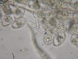 Eryniopsis caroliniana image