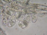 Eryniopsis caroliniana image