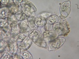 Eryniopsis caroliniana image