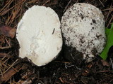 Calbovista subsculpta image