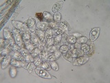 Eryniopsis caroliniana image