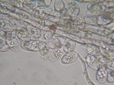 Eryniopsis caroliniana image