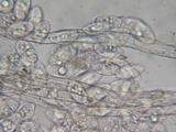 Eryniopsis caroliniana image