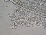 Eryniopsis caroliniana image