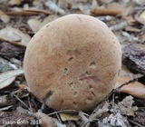 Tylopilus minor image