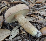 Tylopilus minor image