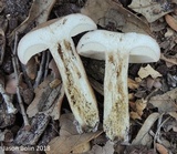 Tylopilus minor image