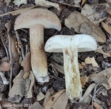 Tylopilus minor image