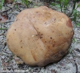Tylopilus tabacinus image