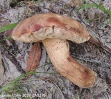 Tylopilus tabacinus image