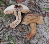 Tylopilus tabacinus image