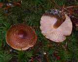 Tricholoma vaccinum image