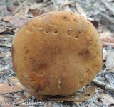 Tylopilus tabacinus image