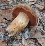 Tylopilus tabacinus image