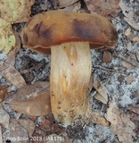 Tylopilus tabacinus image