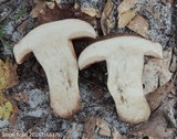 Tylopilus tabacinus image
