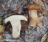 Tylopilus tabacinus image