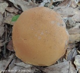 Tylopilus tabacinus image