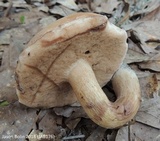 Tylopilus tabacinus image