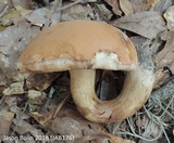 Tylopilus tabacinus image