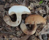 Tylopilus tabacinus image
