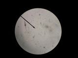 Spathulariopsis velutipes image