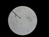 Spathulariopsis velutipes image