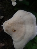 Trametes menziesii image