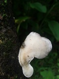Trametes menziesii image
