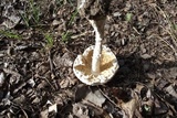 Amanita thiersii image